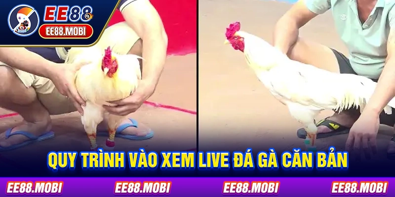 Quy trình vào xem live đá gà căn bản