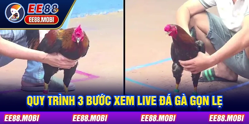 Quy trình 3 bước xem live đá gà gọn lẹ Quy trình 3 bước xem live đá gà gọn lẹ